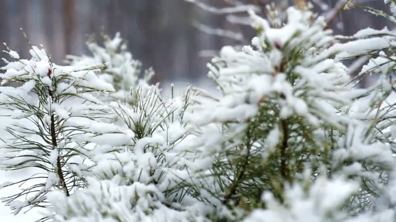  博達 光影印象——雪后校園